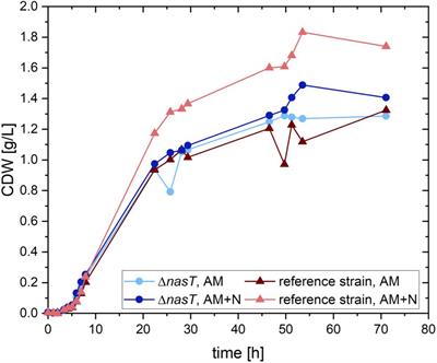 A Nitrate-Blind P. putida Strain Boosts PHA Production in a Synthetic Mixed Culture